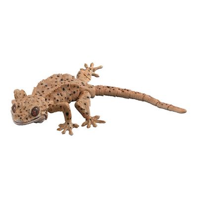 进化生物大图鉴 睫角壁虎 2