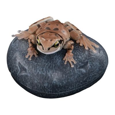 进化生物大图鉴 东北雨蛙