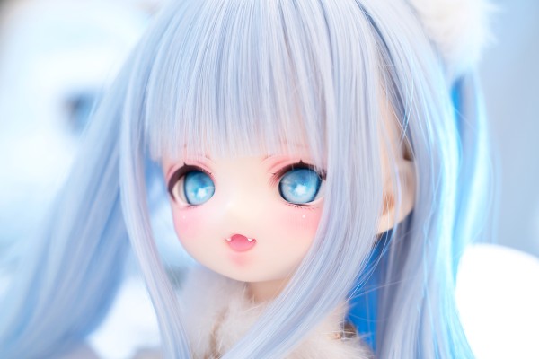 柠檬猫 - 猞猁 限定