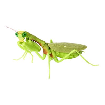 生物大图鉴 螳螂 4