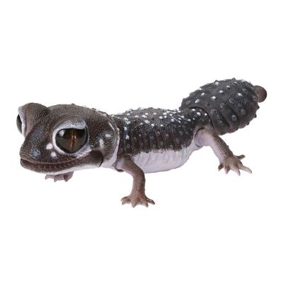 爬行类生物大图鉴 细皮瘤尾壁虎 与 豹纹壁虎
