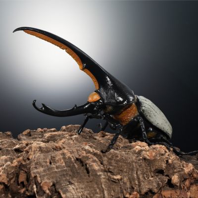 高级生物大图鉴 长戟大兜虫（利奇氏亚种）