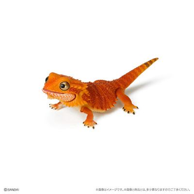 爬行生物大图鉴 鬃狮蜥