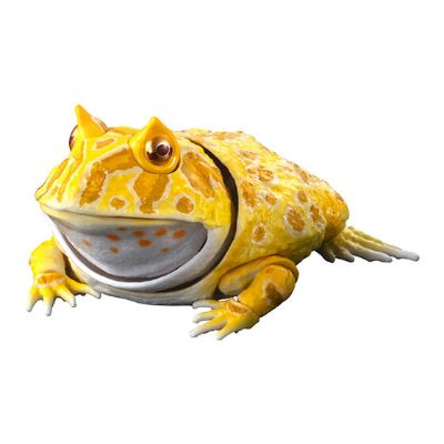 进化生物大图鉴 角蛙