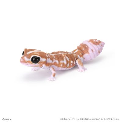 爬行生物大图鉴 蓝舌蜥 与 肥尾壁虎