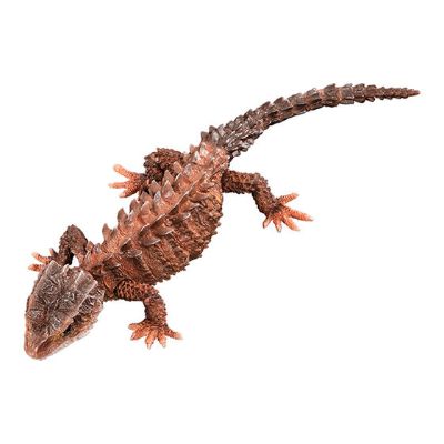 进化生物大图鉴 红眼鹰蜥 与 黑眼鹰蜥