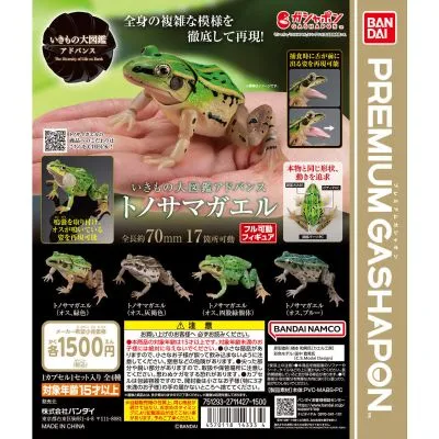进化生物大图鉴 黑斑侧褶蛙