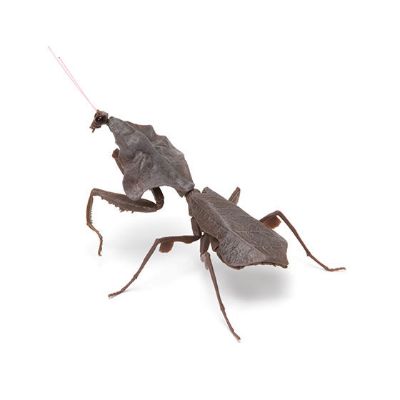 生物大图鉴 螳螂2