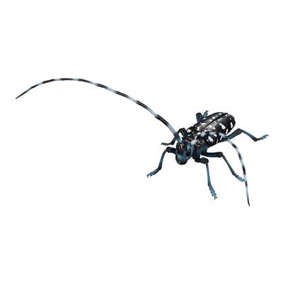 进化生物大图鉴 天牛