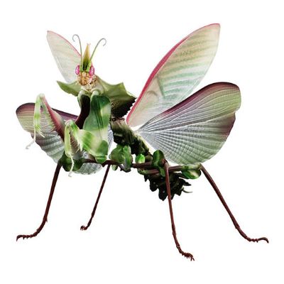 进化生物大图鉴 魔花螳螂