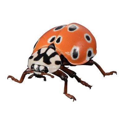 进化生物大图鉴 瓢虫 2