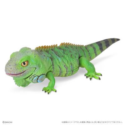 爬行生物大图鉴 美洲鬣蜥 与 睫角壁虎