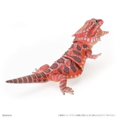 爬行类生物大图鉴 多疣壁虎 与 鬃狮蜥