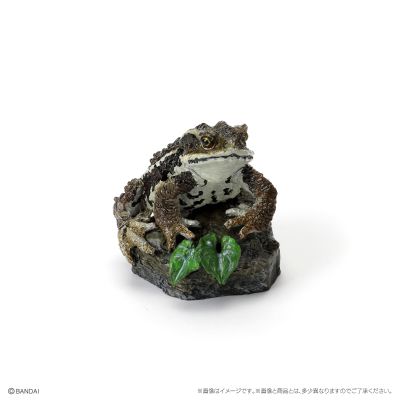 生物大图鉴 迷你系列 两栖类