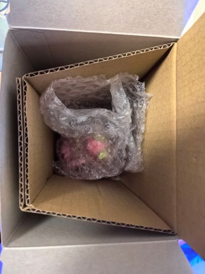 压泡面 初音未来系列 樱花未来2023 微笑款