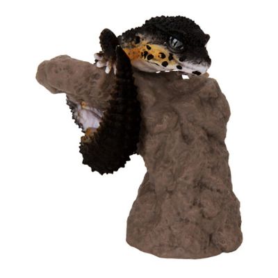 生物大图鉴 卷手指系列 豹纹守宫 和 睫角守宫