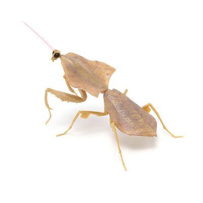 生物大图鉴 螳螂2