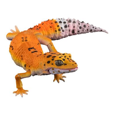 进化生物大图鉴 豹纹壁虎