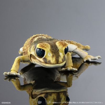 进化生物大图鉴 细皮瘤尾壁虎