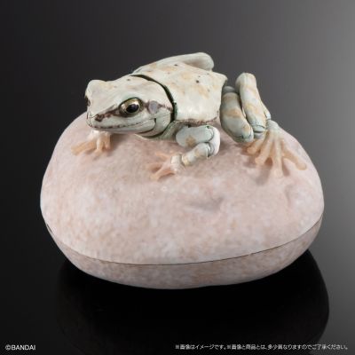 进化生物大图鉴 雨蛙 2