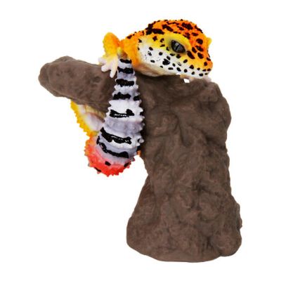 生物大图鉴 卷手指系列 豹纹守宫 和 睫角守宫