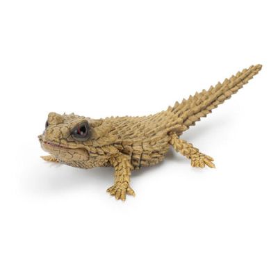 爬行类生物大图鉴 犰狳蜥 与 鬃狮蜥