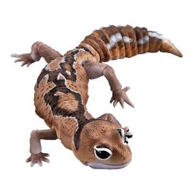 进化生物大图鉴 肥尾壁虎