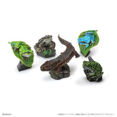 生物大图鉴 迷你系列 两栖类