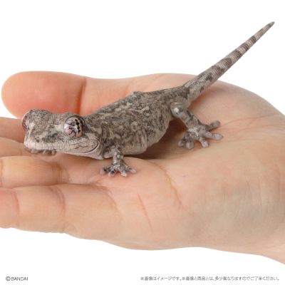 爬行类生物大图鉴 多疣壁虎 与 鬃狮蜥