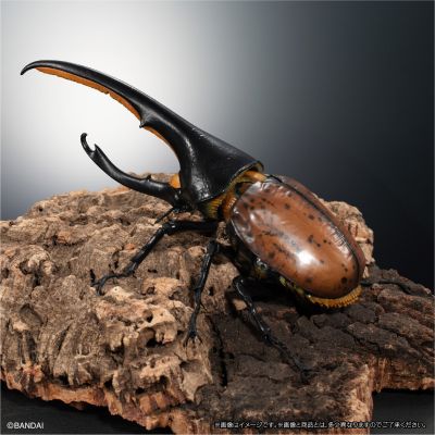 高级生物大图鉴 长戟大兜虫（利奇氏亚种）