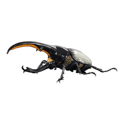 进化生物大图鉴 长戟大兜虫