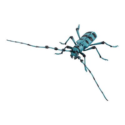 进化生物大图鉴 天牛