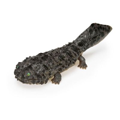 爬行生物大图鉴 山椒鱼 与 墨西哥钝口螈