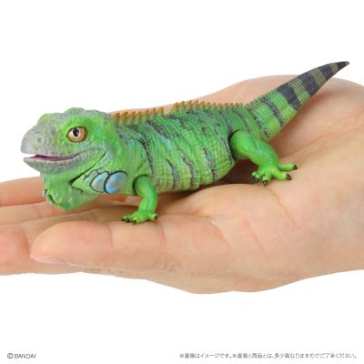 爬行生物大图鉴 美洲鬣蜥 与 睫角壁虎