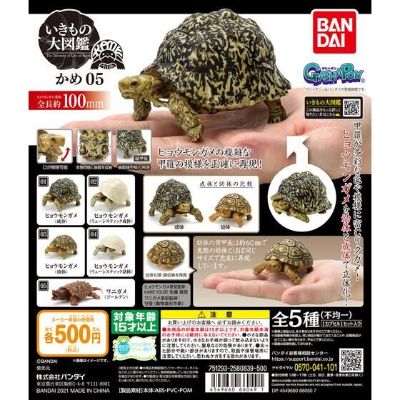 生物大图鉴 陆龟 5