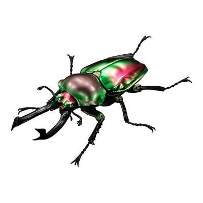 进化生物大图鉴 彩虹锹甲