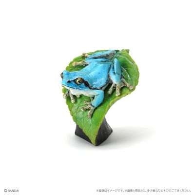 生物大图鉴 迷你系列 两栖类