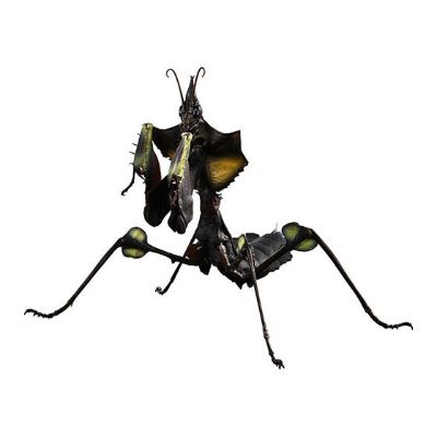 进化生物大图鉴 魔花螳螂