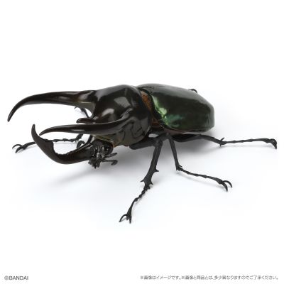 生物大图鉴 甲虫 6