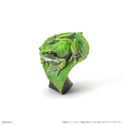 生物大图鉴 迷你系列 两栖类