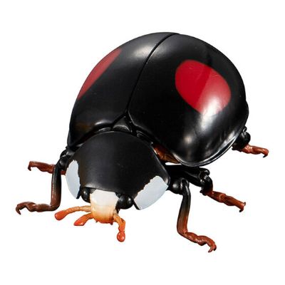 进化生物大图鉴 瓢虫