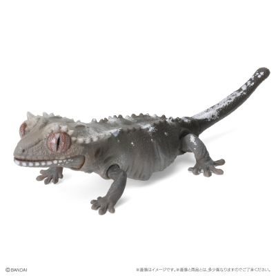 爬行生物大图鉴 美洲鬣蜥 与 睫角壁虎