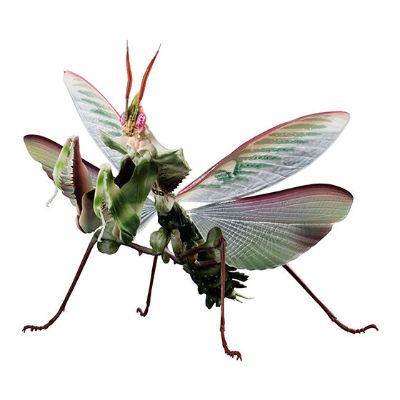 进化生物大图鉴 魔花螳螂