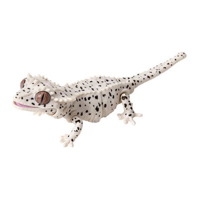 爬行生物大图鉴 睫角守宫