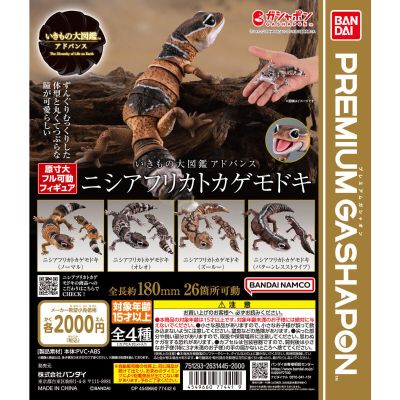 进化生物大图鉴 肥尾壁虎