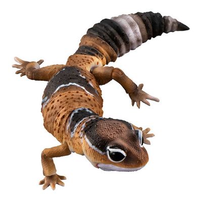 进化生物大图鉴 肥尾壁虎