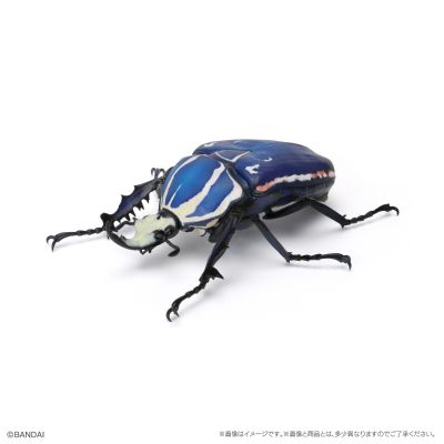 生物大图鉴 甲虫 6