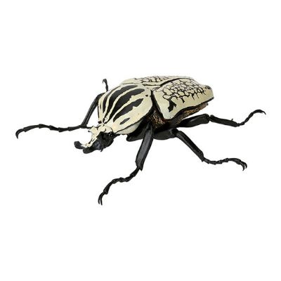 生物大图鉴 甲虫 5