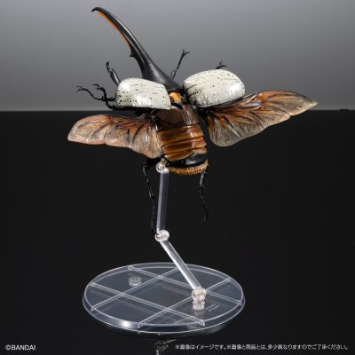 高级生物大图鉴 长戟大兜虫（利奇氏亚种）