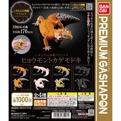 进化生物大图鉴 豹纹壁虎